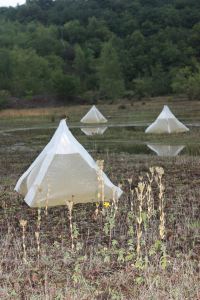 Lest We Forget_pyramids_new