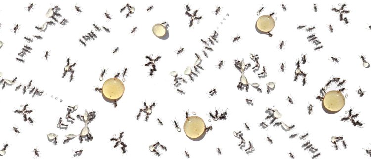 Brunswick Long7_final-cut